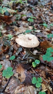 foto di Funghi